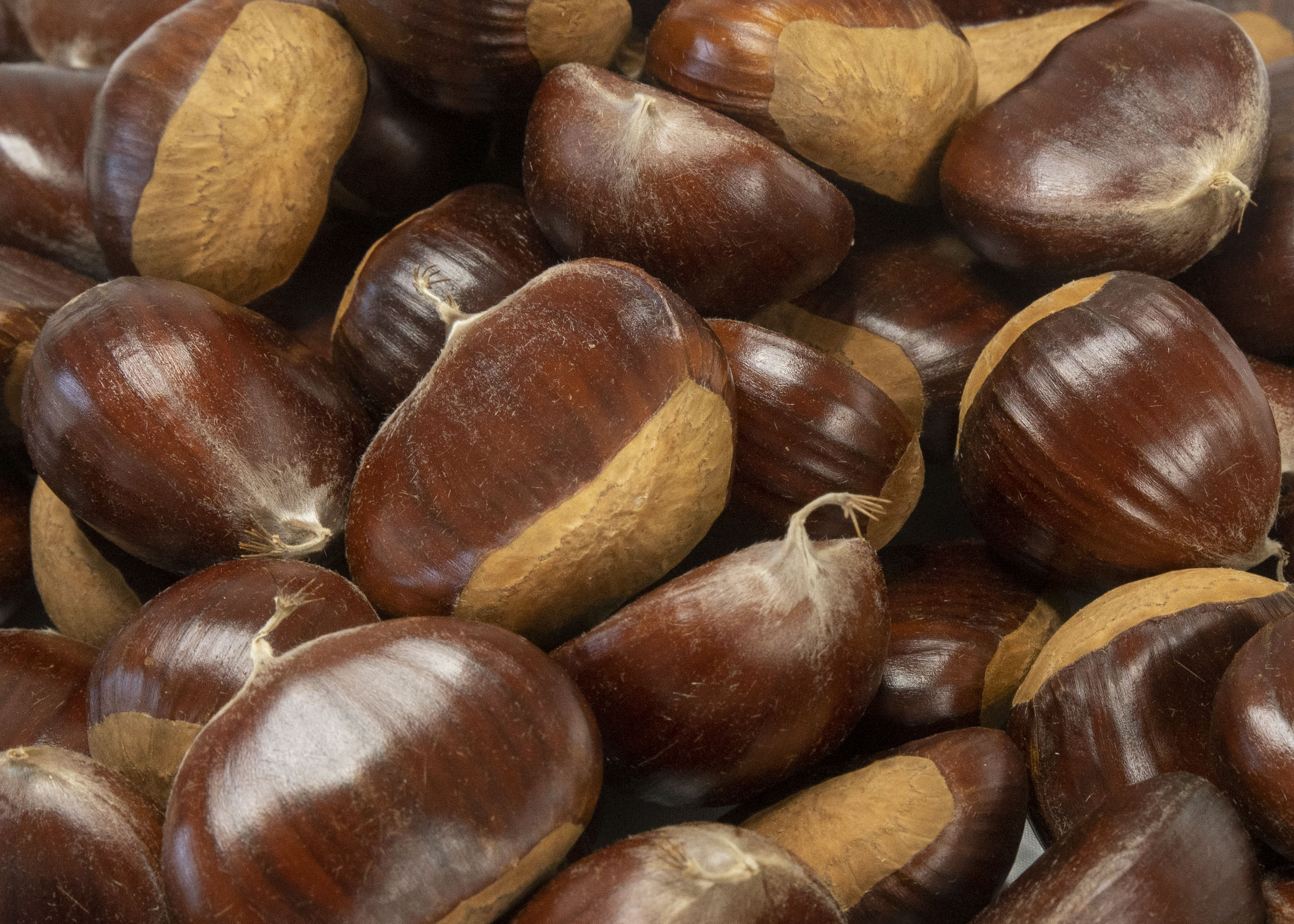 Chestnuts in perfect condition